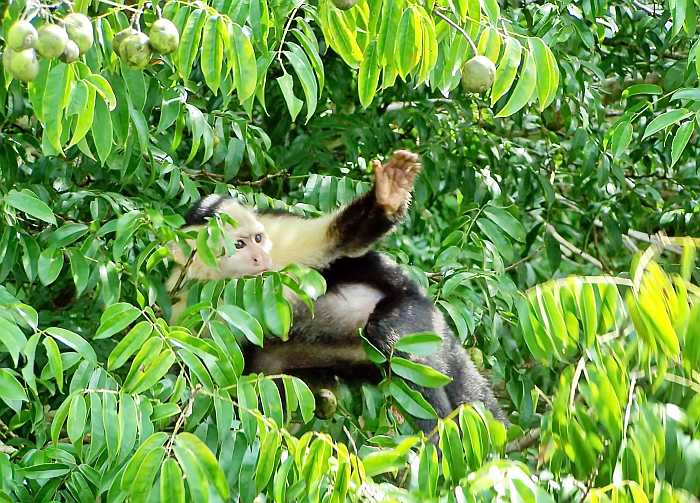 Panama-Capuchin monkey waving from a tree on Monkey Island in Lake Gatun, Panama-Shutterstock